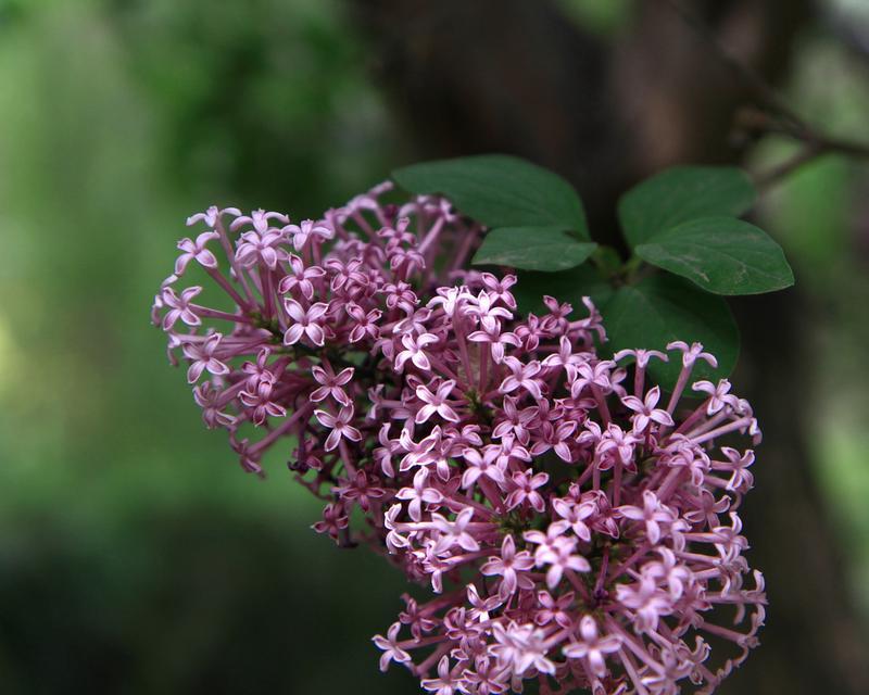 花叶丁香的花语及其深刻含义（探索花叶丁香的花语）