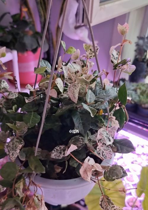 花叶络石的寓意与象征意义（揭秘花叶络石的寓意及其神奇力量）