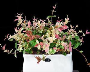 花叶络石的寓意与象征意义（揭秘花叶络石的寓意及其神奇力量）