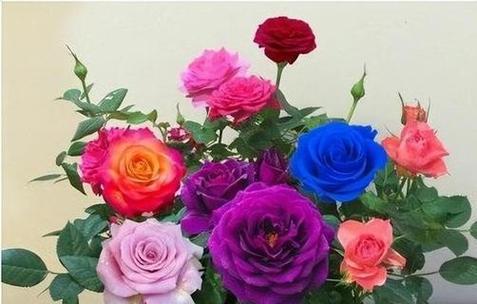 花开虐心，花语诉离殇（以花语表达的虐心之美）