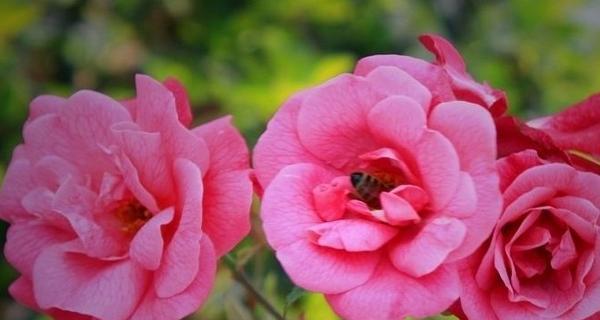 《春天花的花语，传递生机与希望》（感受春天的气息）