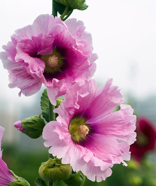 花语（以花为主角）