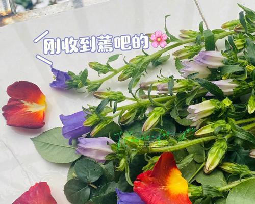 花语（以花为主角）