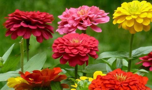 以花语是友情的花为主题的文章（探索花语中的友情之意）