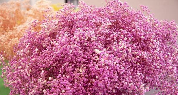 以花语是友情的花为主题的文章（探索花语中的友情之意）