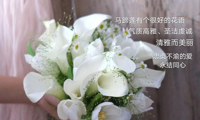 花语之美（探索花的世界）