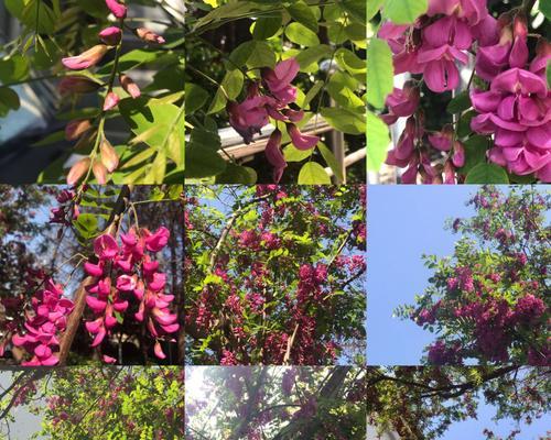 槐花的花语意义与传说（槐花的神秘力量和文化象征）