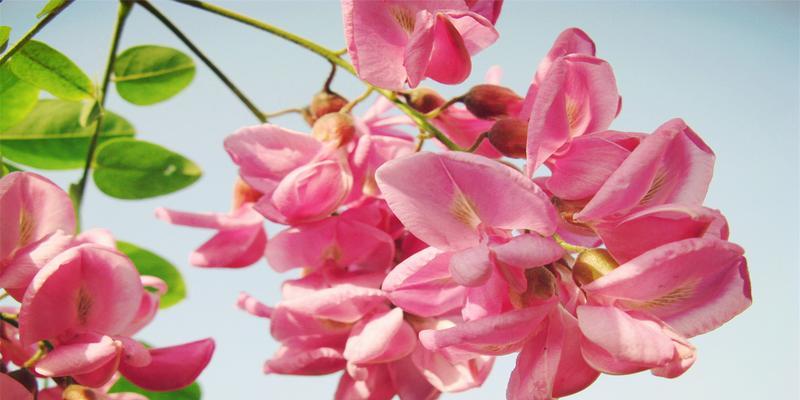 槐花的花语意义与传说（槐花的神秘力量和文化象征）