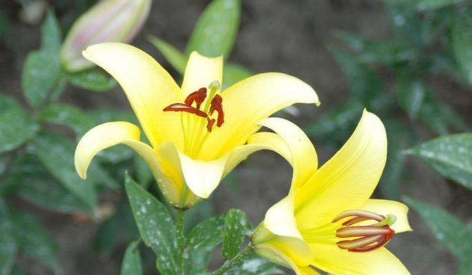 黄百合花语之美（散发温暖与纯洁的花朵）