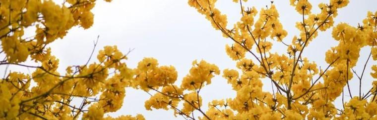 黄风铃花的花语与意义（揭开黄风铃花的神秘面纱）