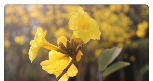 黄风铃花的花语与意义（揭开黄风铃花的神秘面纱）