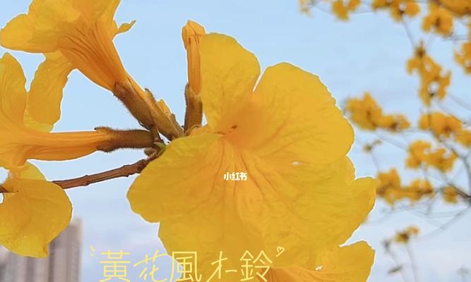 黄花风铃木的花语（带你探寻黄花风铃木的花语之旅）