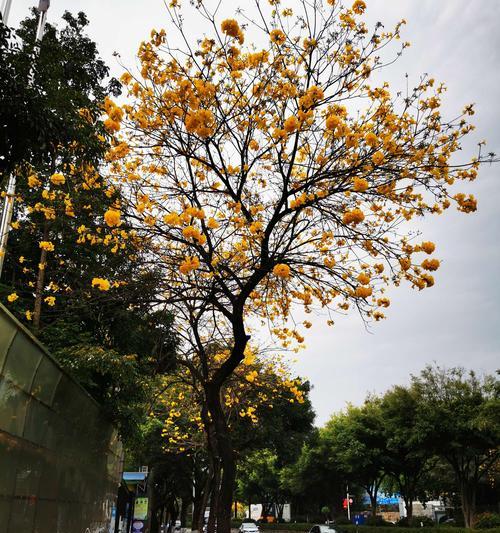 黄花风铃木的寓意与象征意义（揭开黄花风铃木的秘密）