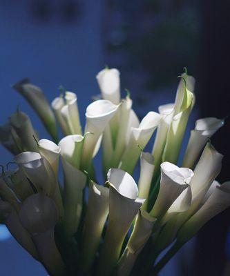 黄花马蹄莲的寓意（探索黄花马蹄莲背后的象征意义）