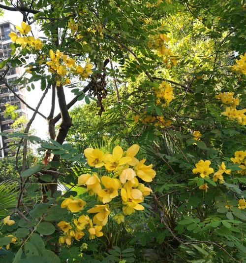 黄槐花（传递喜悦与美好）