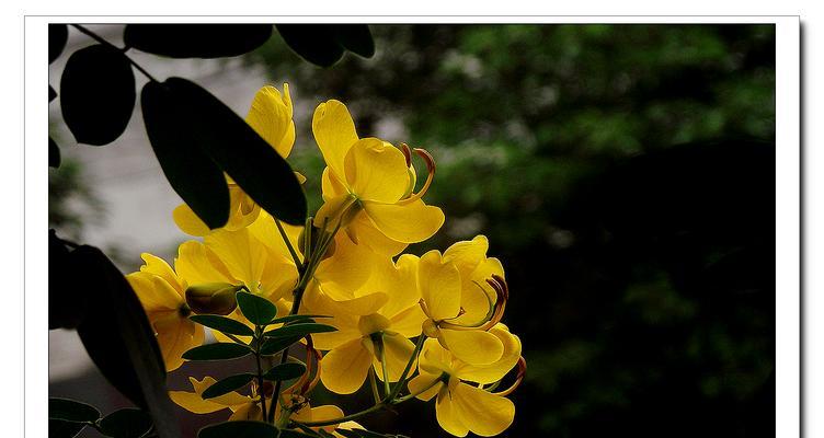 黄槐花（传递喜悦与美好）