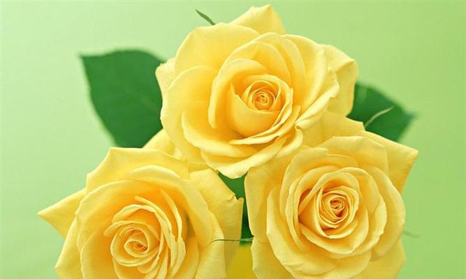 黄玫瑰花语与意义（探索黄玫瑰花语的丰富象征）