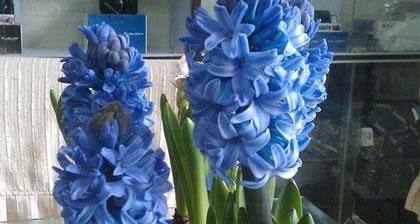 黄色风信子花语的传递（以黄色风信子为媒介）