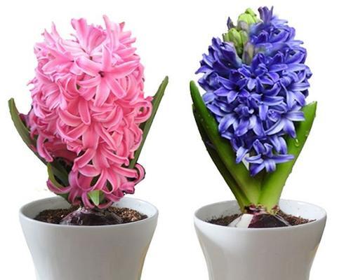 黄色风信子花语的传递（以黄色风信子为媒介）