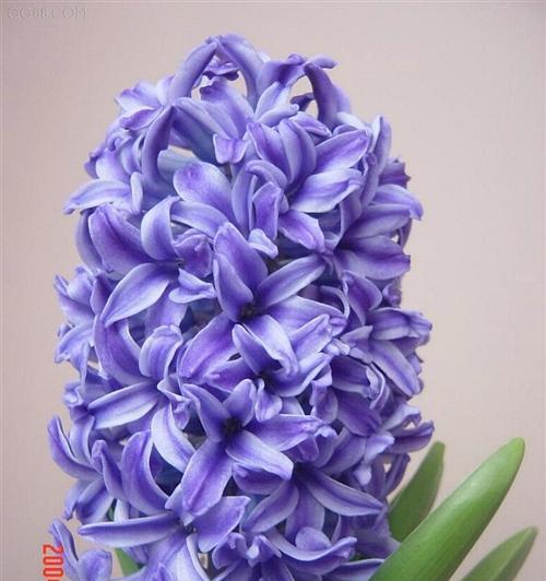黄色风信子花语的传递（以黄色风信子为媒介）