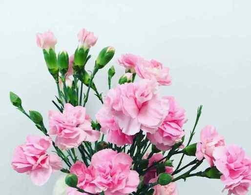 黄色康乃馨的花语之美（黄色康乃馨的花语及象征意义解析）