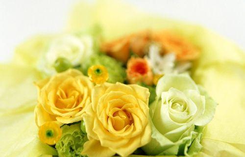 黄色康乃馨的花语之美（黄色康乃馨的花语及象征意义解析）