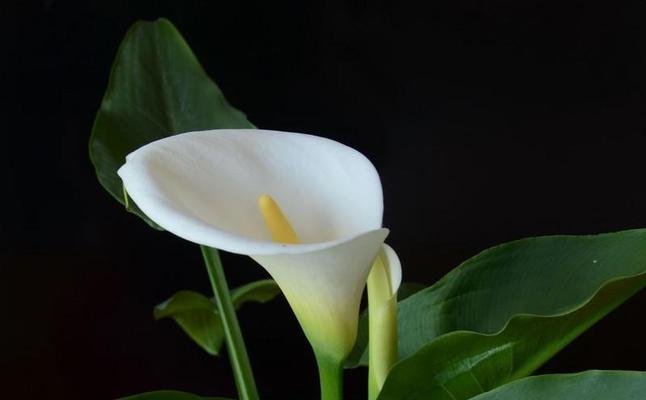 黄色马蹄莲的花语及其寓意（探索黄色马蹄莲的花语）