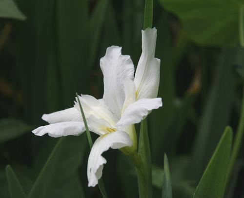 黄色鸢尾花（探秘黄色鸢尾花的花语与寓意）