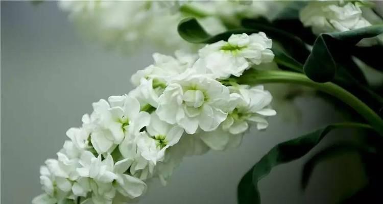 以黄色紫罗兰花语（品味自然）