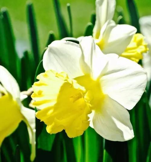 黄水仙花花语（探寻黄水仙花的花语）