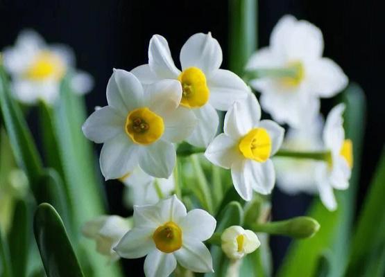 黄水仙花花语（探寻黄水仙花的花语）