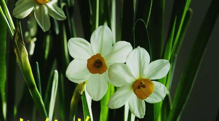 黄水仙花花语（探寻黄水仙花的花语）