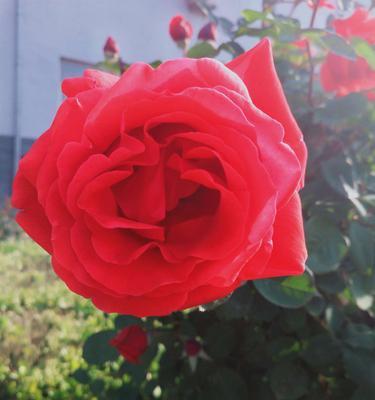 黄月季花语的意义与传承（探寻黄月季的花言花语及文化价值）