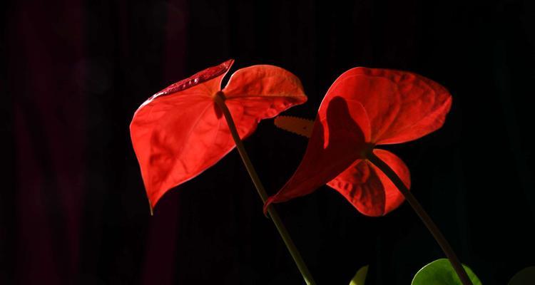火鹤花的花语——传递爱与希望的使者（鹤舞花间）