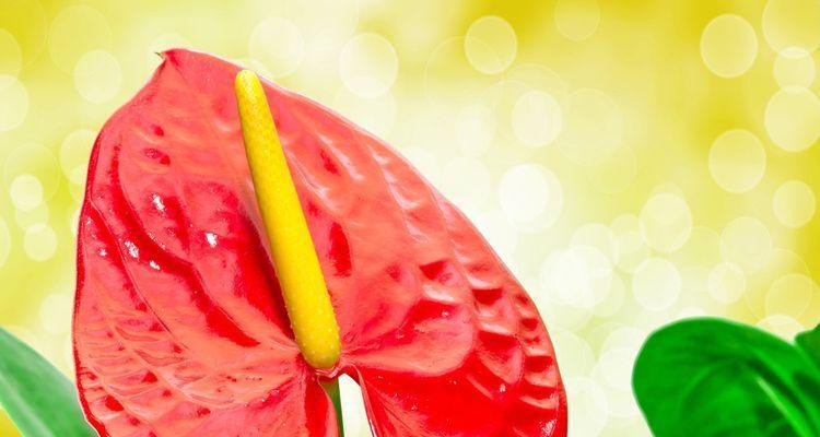 火鹤花的花语——传递爱与希望的使者（鹤舞花间）