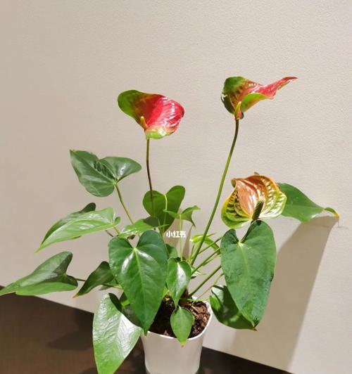 火鹤花的美丽与寓意（探索火鹤花的奇妙世界）
