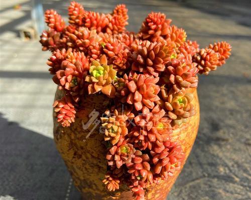 赤玉土适合种植多肉植物吗？使用方法和注意事项是什么？