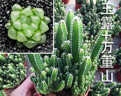 赤玉土适合种植多肉植物吗？使用方法和注意事项是什么？