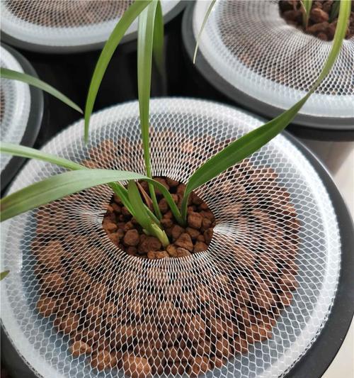 赤玉土适合种植兰花吗？使用赤玉土种植兰花的正确方法是什么？