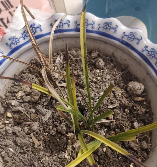 赤玉土适合种植兰花吗？使用赤玉土种植兰花的正确方法是什么？