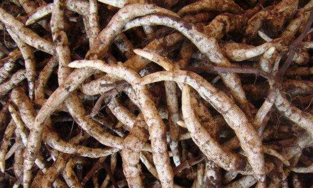 虫草的根茎能吃吗？食用虫草根茎的安全性和营养价值是什么？