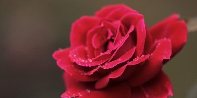 红玫瑰花语大全及寓意是什么？如何正确解读红玫瑰的含义？
