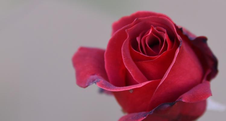 红玫瑰代表什么？红玫瑰花语背后的传说有哪些？