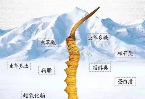 虫草生长的适宜温度是多少度？如何控制环境温度以促进虫草生长？