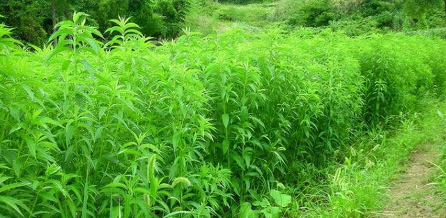 虫草种植条件适合在什么地方？如何选择最佳种植环境？