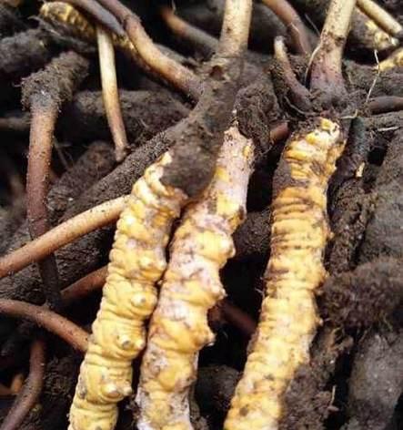 虫草种植条件适合在什么地方？如何选择最佳种植环境？