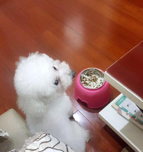 狗狗能吃白菜吗？白菜对宠物狗狗有哪些好处和风险？