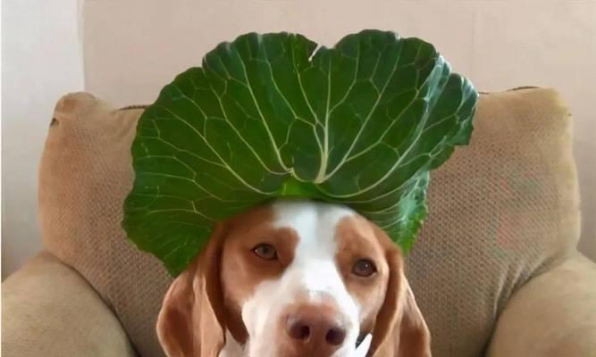 狗狗能吃白菜吗？白菜对宠物狗狗有哪些好处和风险？