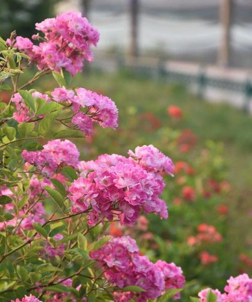 红蔷薇花语是什么？如何用红蔷薇表达爱意？