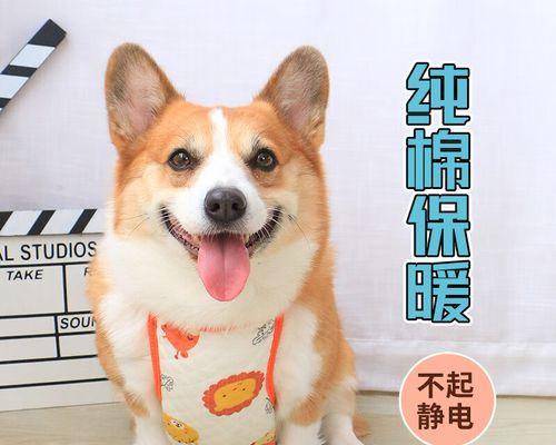 狗狗能吃橙子吗？宠物喂食橙子的正确方法和注意事项是什么？